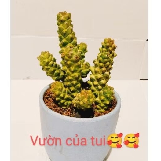 Cây euphoria var vàng hoa hồng