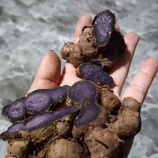 CỦ GIỐNG Gừng Đen (Nga.i Đen, Nga.i tím) nhanh mọc mầm