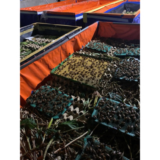 cám (trứng dế mèn thái vàng 500g/ túi)