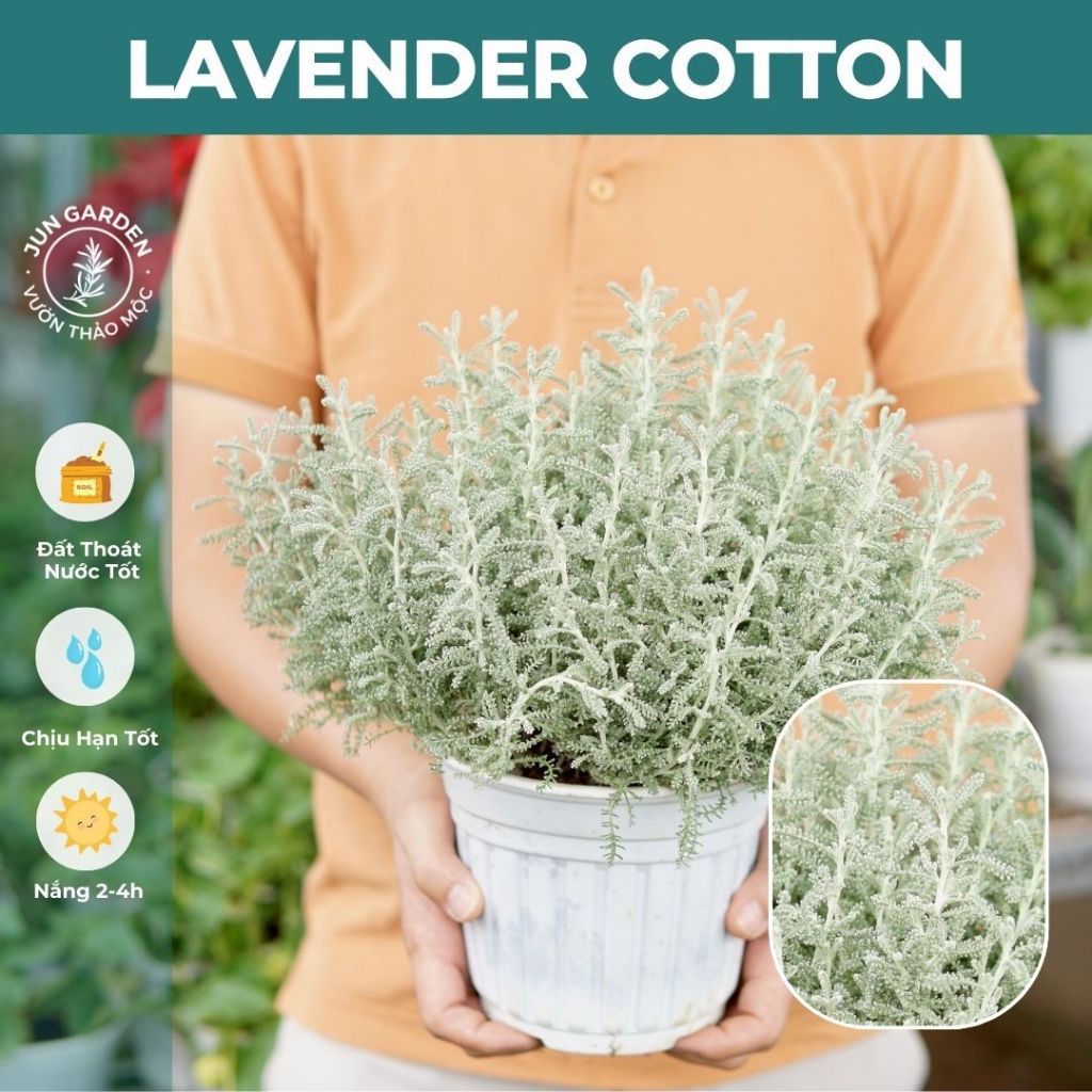 Lavender Cotton JUN GARDEN Santolina màu xám