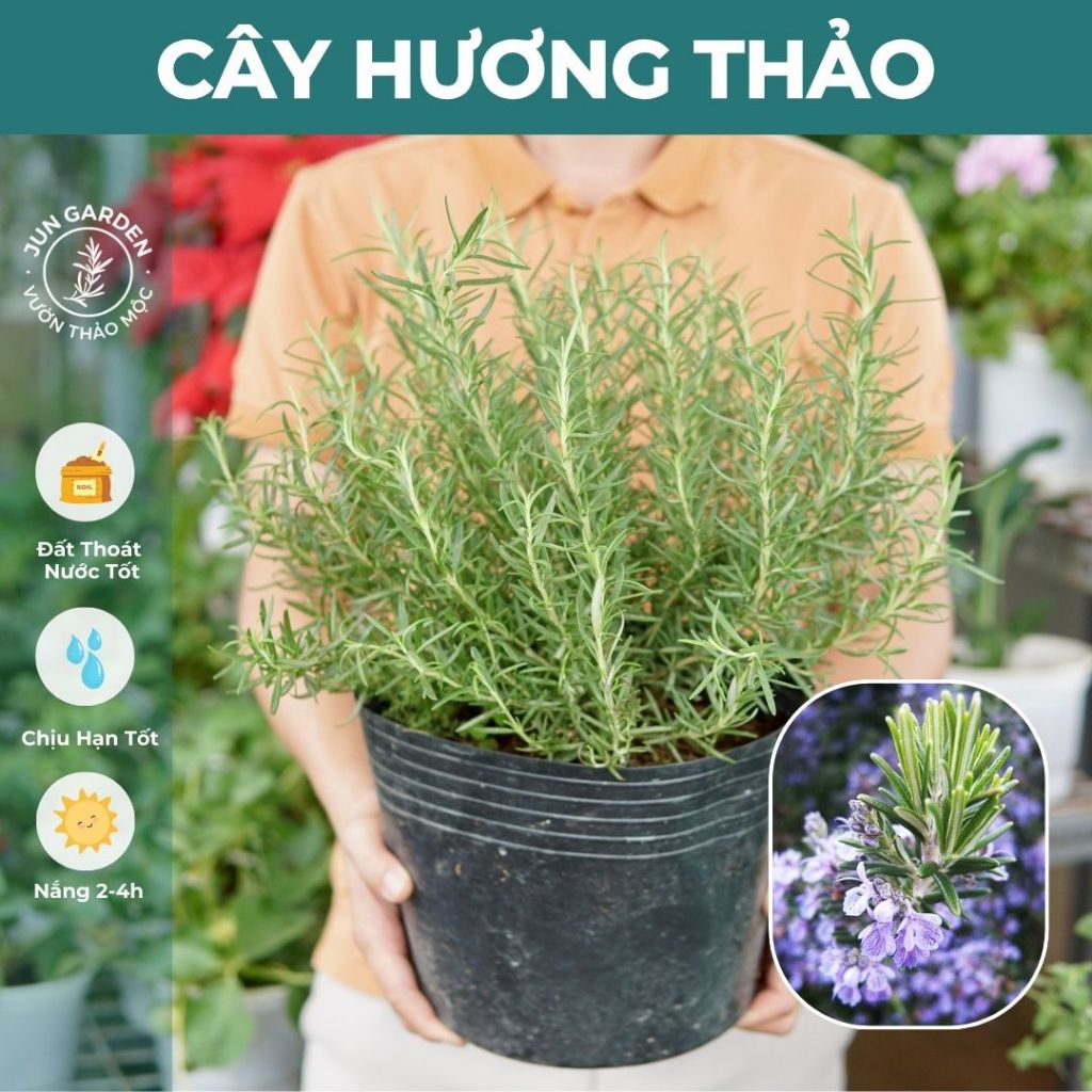 Cây Hương Thảo JUN GARDEN size lớn