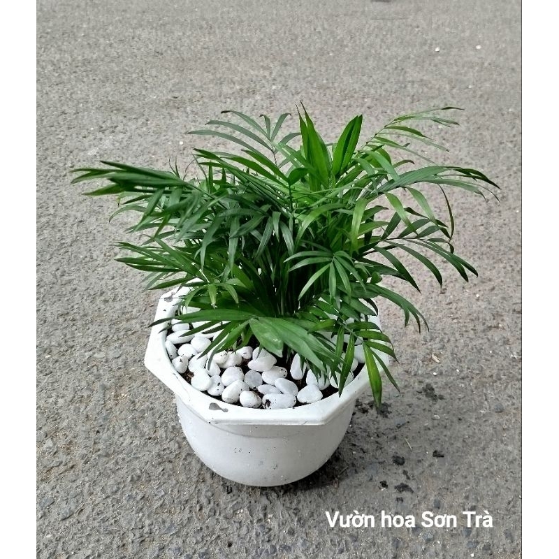 (VHST giao trong ngày) CÂY CAU TIỂU TRÂM.