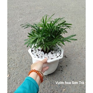 (VHST giao trong ngày) CÂY CAU TIỂU TRÂM.