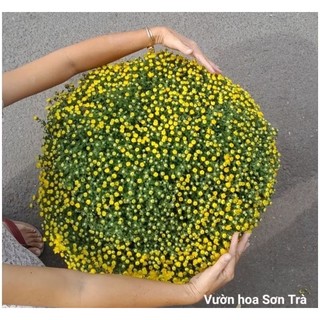 (VHST giao trong ngày) [HOA TẾT] CÚC MÂM XÔI đang hoa.