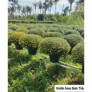 (VHST giao trong ngày) [HOA TẾT] CÚC MÂM XÔI đang hoa.