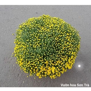 (VHST giao trong ngày) [HOA TẾT] CÚC MÂM XÔI đang hoa.