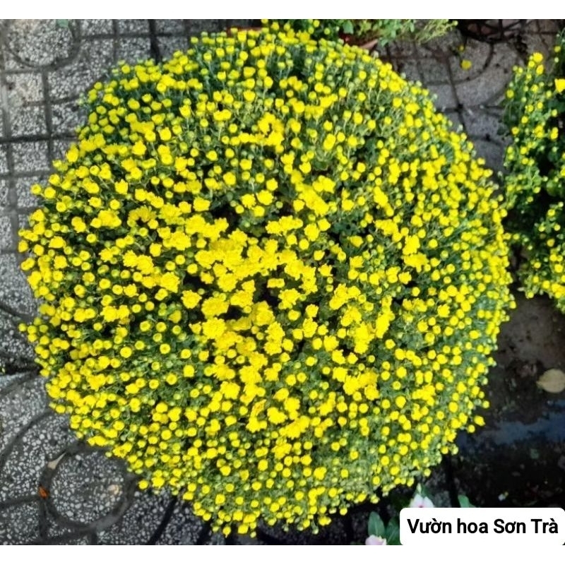 (VHST giao trong ngày) [HOA TẾT] CÚC MÂM XÔI đang hoa.