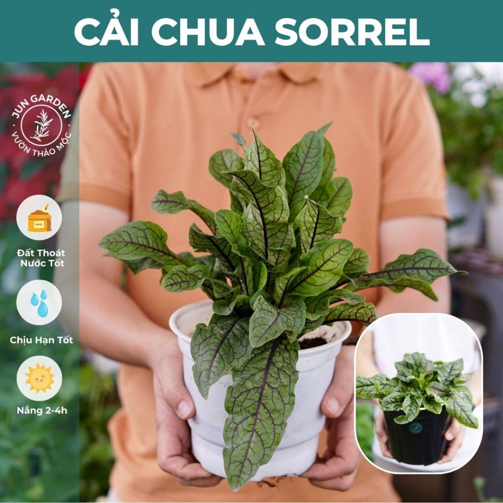 Cải chua Sorrel Gân Đỏ JUN GARDEN