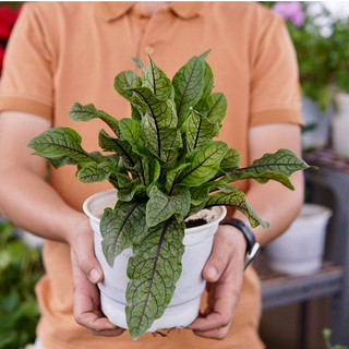Cải chua Sorrel Gân Đỏ JUN GARDEN