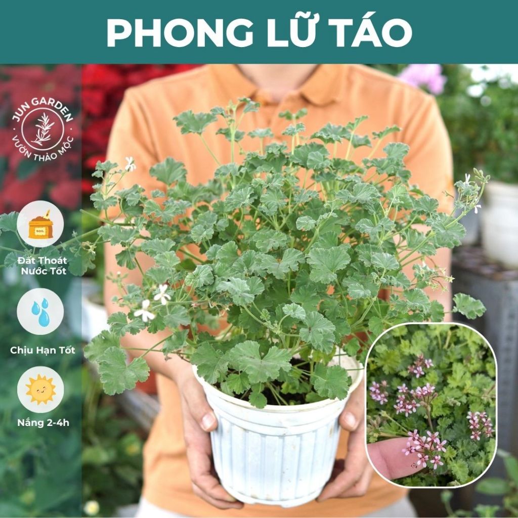 Cây Phong Lữ Táo JUN GARDEN Apple Geranium