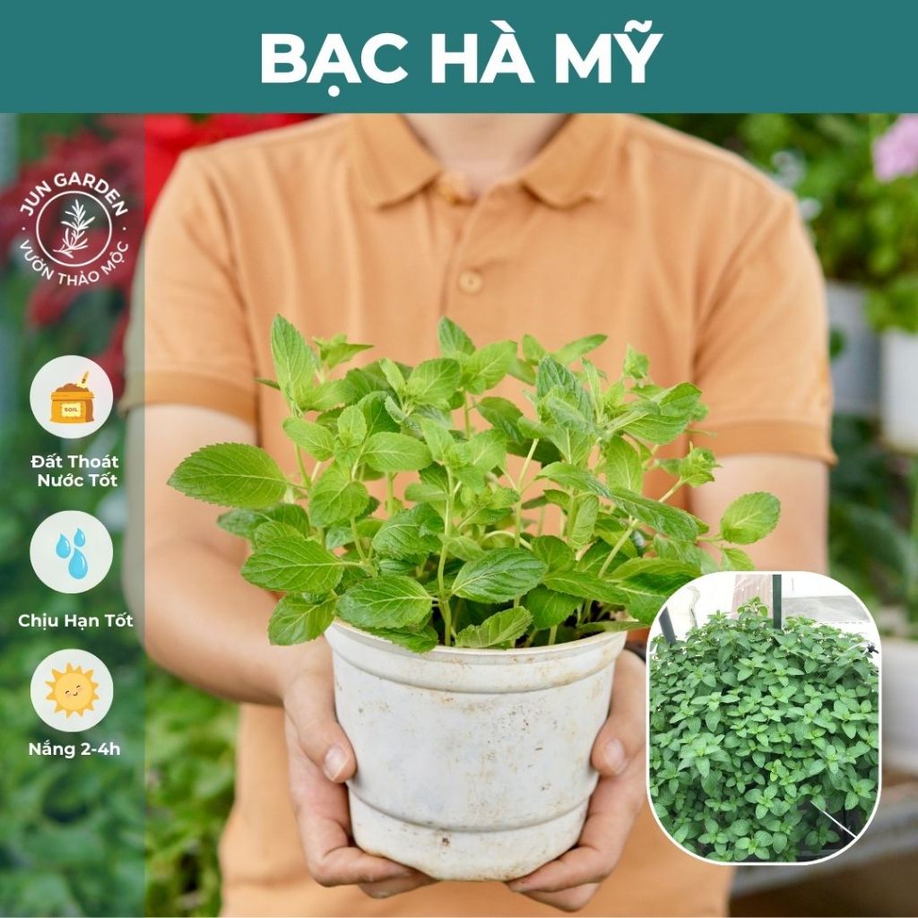 Bạc Hà Mỹ Berries & Cream Mint JUN GARDEN