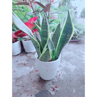 Chậu Cây Lưỡi Hổ
