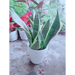 Chậu Cây Lưỡi Hổ