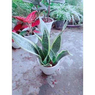 Chậu Cây Lưỡi Hổ