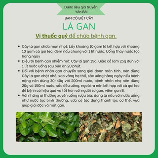 Cây lá Gan 1 kg MÁT GAN, HẠ MEN GAN, thanh lọc cơ thể, bảo vệ gan, chống ung thư gan