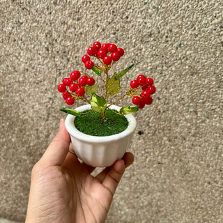 Chậu hoa đào đông hạt đỏ