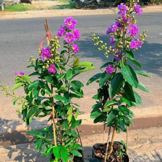 CHẬU CÂY HOA BẰNG LĂNG THÁI (cao 40-50cm), hoa tím dạng chùm