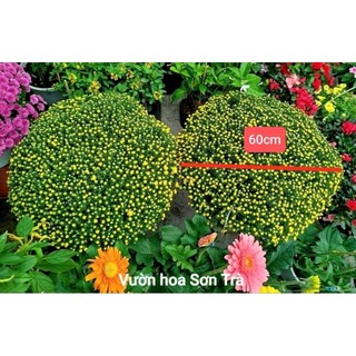 (VHST giao trong ngày) [HOA TẾT] CÚC MÂM XÔI đang hoa.