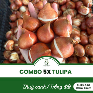  Combo 5 Củ hoa Tulip Hà Lan giống F1 Hà Lan - Size 12 14 - Hoa mini decor Tết - Kèm gói ngừa nấm 