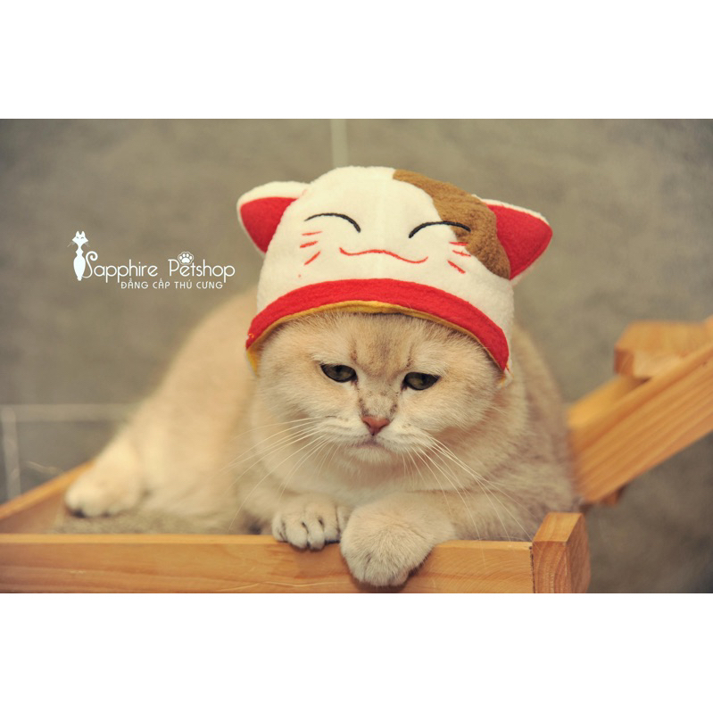 🌈🌈 MŨ THẦN TÀI, GIÁNG SINH CHO PET 🌈🌈
