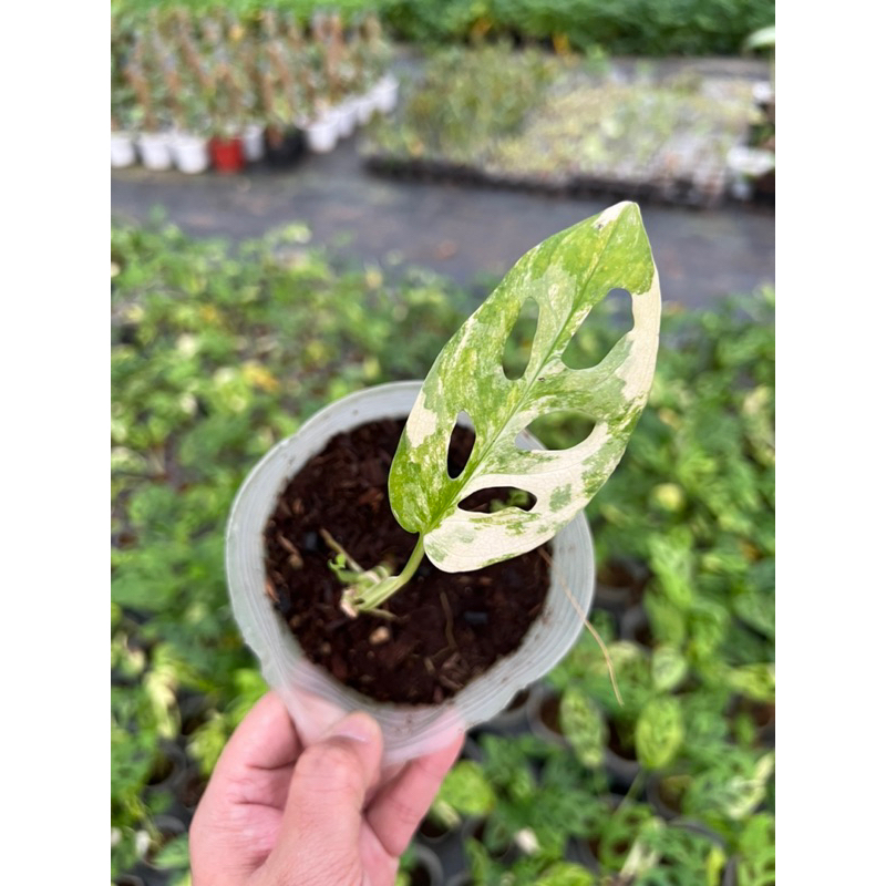 Chậu mềm Node adansoni var aurea giant