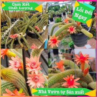 Xương rồng duôi chồn size dài  >=15cm