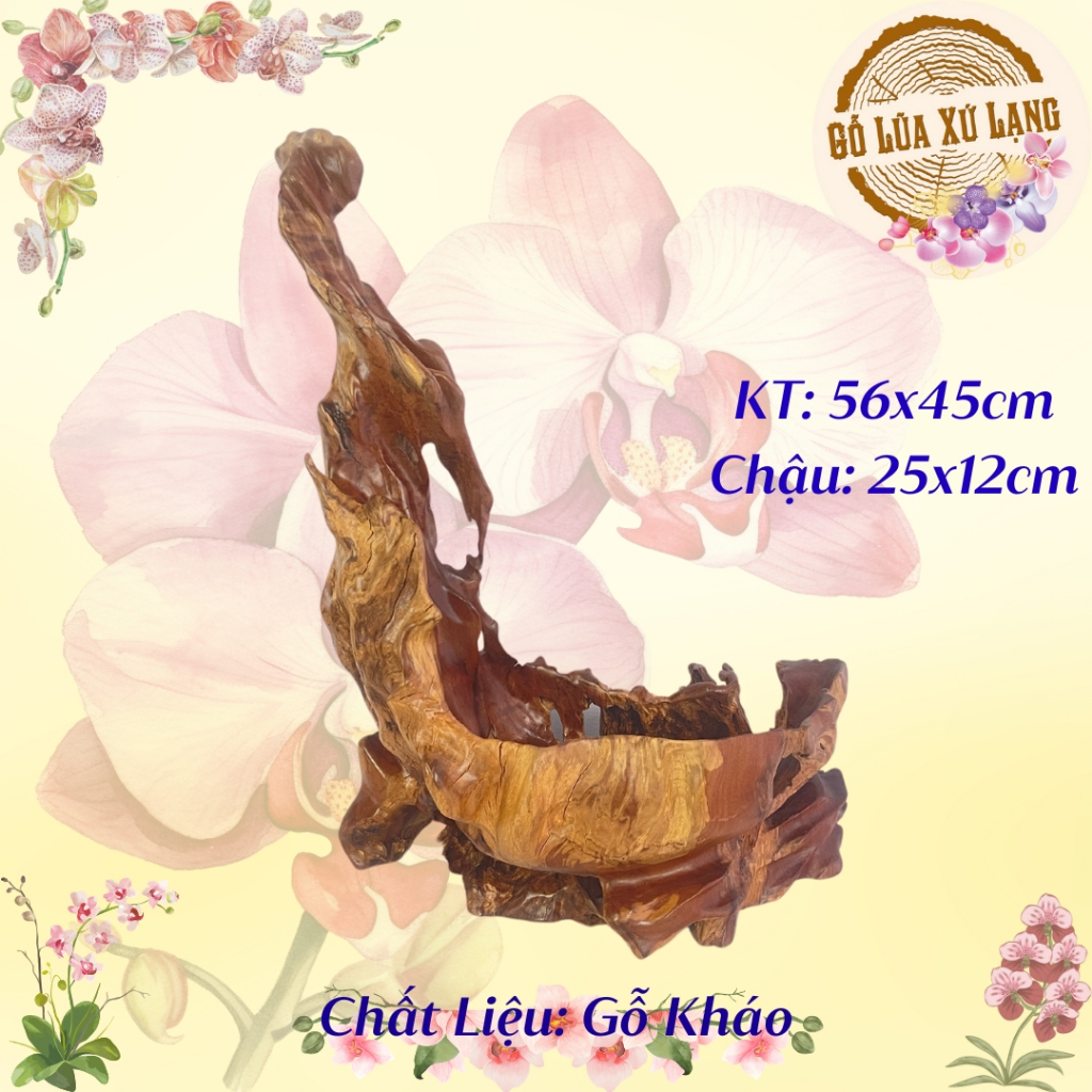 Chậu Gỗ Lũa Trồng Ghép Lan, Sen Đá, Bonsai