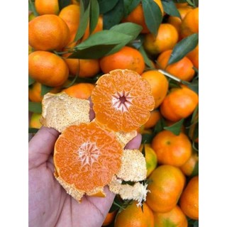 ( JENNY FRUIT) Cam canh ngọt
