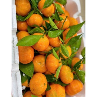 ( JENNY FRUIT) Cam canh ngọt