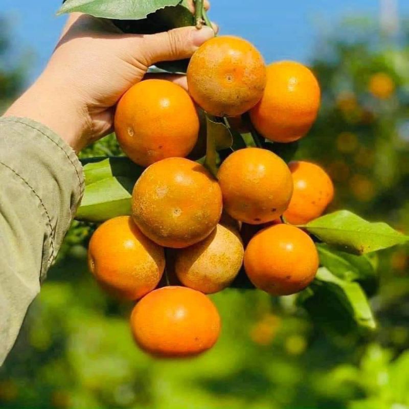 ( JENNY FRUIT) Cam canh ngọt