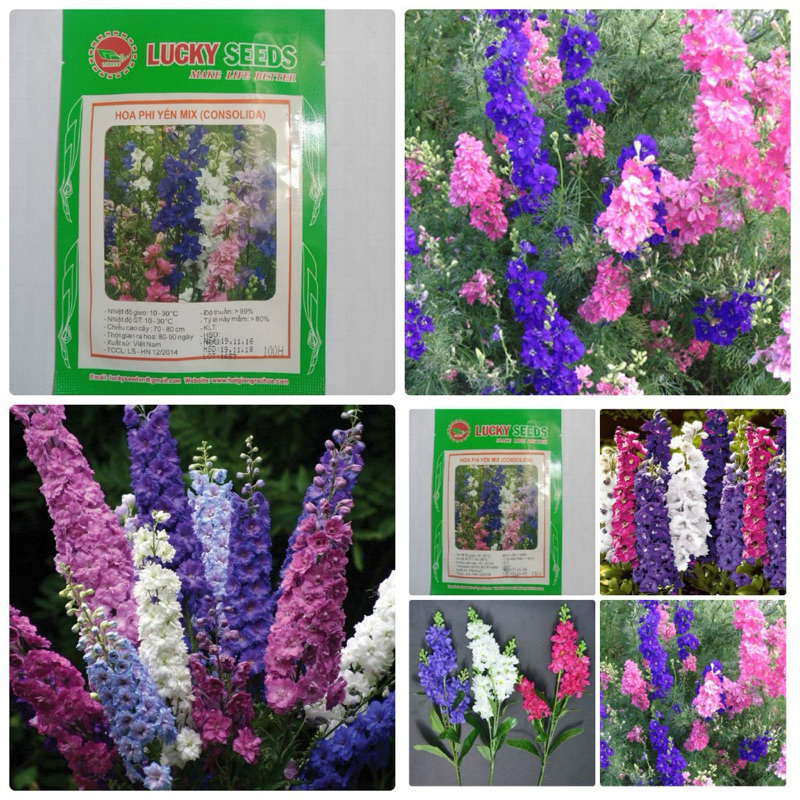Hạt hoa violet - Hạt hoa phi yến
