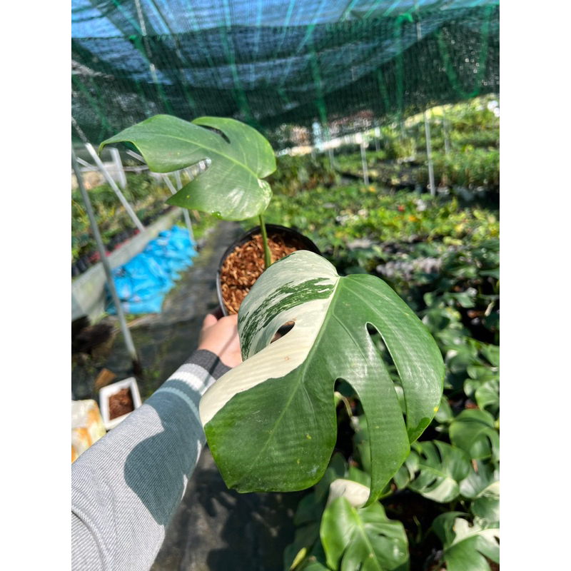 Node Monstera Albo đã nhú chồi