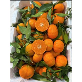 ( JENNY FRUIT) Cam canh ngọt