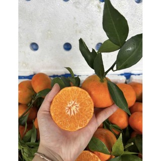 ( JENNY FRUIT) Cam canh ngọt