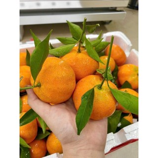 ( JENNY FRUIT) Cam canh ngọt