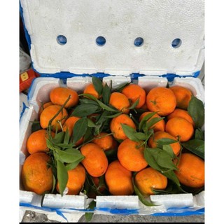 ( JENNY FRUIT) Cam canh ngọt