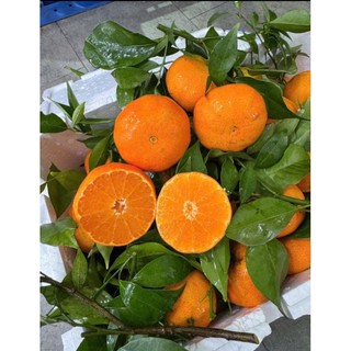 ( JENNY FRUIT) Cam canh ngọt