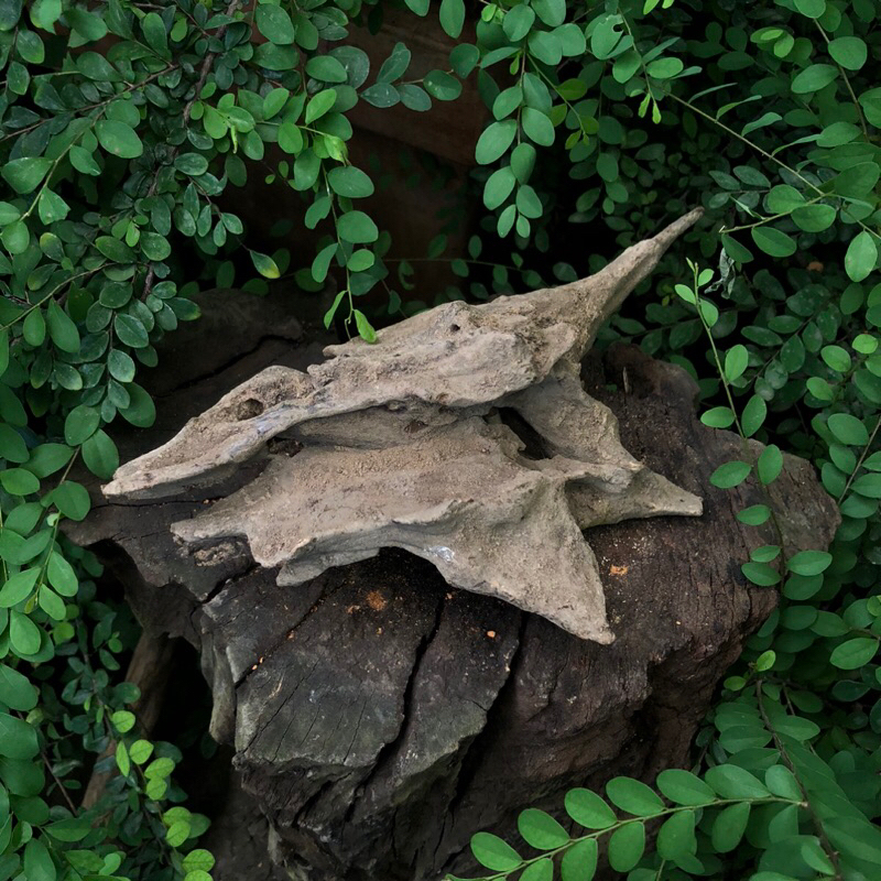 LŨA TRUNG TRANG TRÍ ( HỒ CÁ, TERRARIUM, BÁN CẠN )