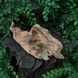 LŨA TRUNG TRANG TRÍ ( HỒ CÁ, TERRARIUM, BÁN CẠN )