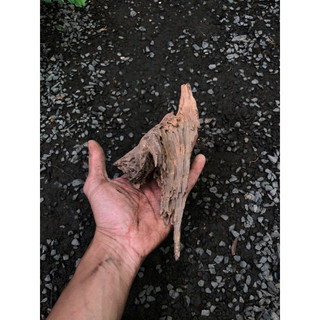 LŨA TRUNG TRANG TRÍ ( HỒ CÁ, TERRARIUM, BÁN CẠN )