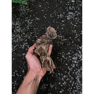LŨA TRUNG TRANG TRÍ ( HỒ CÁ, TERRARIUM, BÁN CẠN )