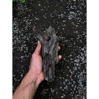 LŨA TRUNG TRANG TRÍ ( HỒ CÁ, TERRARIUM, BÁN CẠN )
