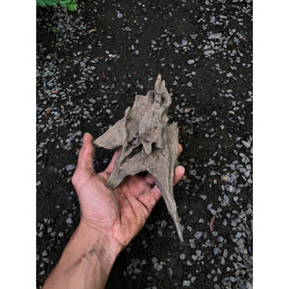 LŨA TRUNG TRANG TRÍ ( HỒ CÁ, TERRARIUM, BÁN CẠN )