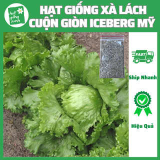 Hạt giống xà lách cuộn giòn ice berg Mỹ(2g), phù hợp với khí hậu Việt Nam