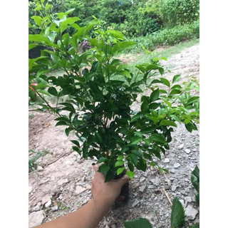 5 Cây hoa nguyệt quế