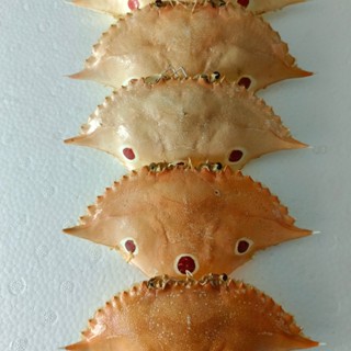 Vỏ mai ghẹ trăng size lớn 14-18cm