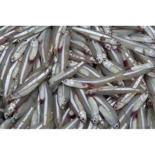 1kg cá cơm trắng loại ngon giàu dinh dưỡng