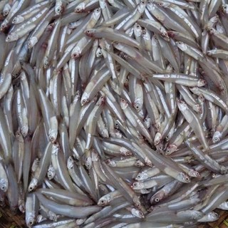 1kg cá cơm trắng loại ngon giàu dinh dưỡng