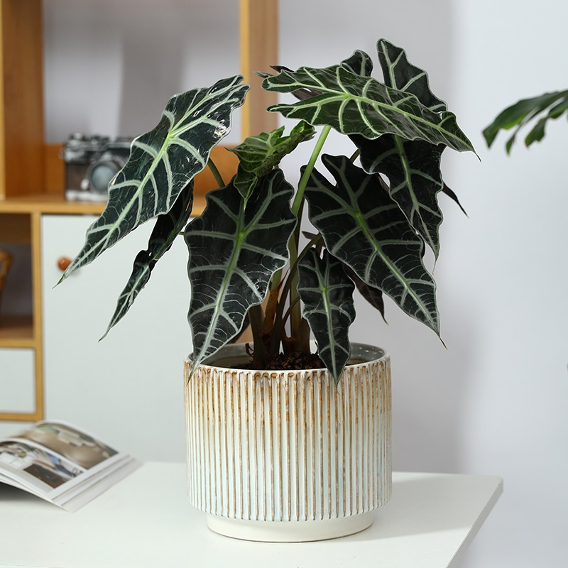 Chậu sứ trồng lan, chậu sứ Trụ hỏa biến, chậu trồng cây to đẹp phong cách Bắc Âu phù hợp trồng cây v