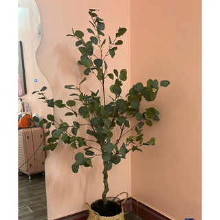 Cây bạch đàn 130cm - cây giả decor